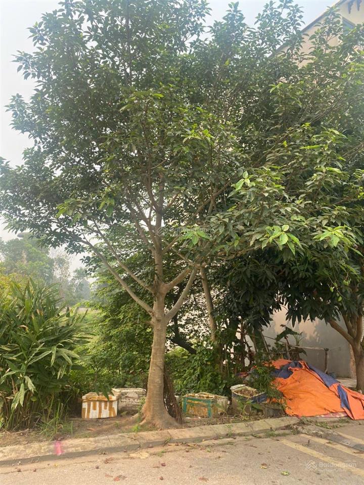 Bán đất đẹp tại đồng ông, đan phượng, 117 triệu vnd, 62.6m2, nhiều tiện ích