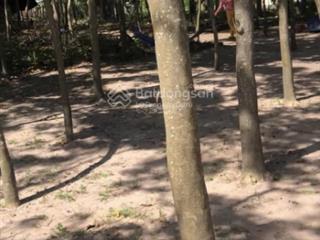 Bán vườn sưa đỏ 1000 gốc 9 năm tại quốc lộ 1a, hồng sơn, hàm thuận bắc, bình thuận, 4 tỷ, 8600m2