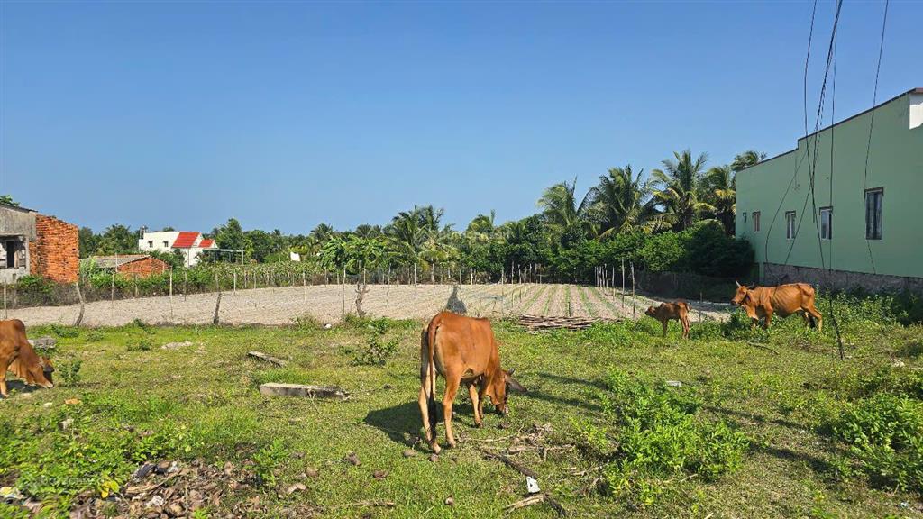 Bán đất gần biển  800m² có thổ cư sẵn, đường nguyễn thông giá chỉ 3 tỷ!