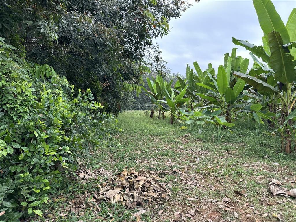 Đất nền 4357m2 tại đường 93, xã long phước, bà rịa, 5,4 tỷ hàng hot