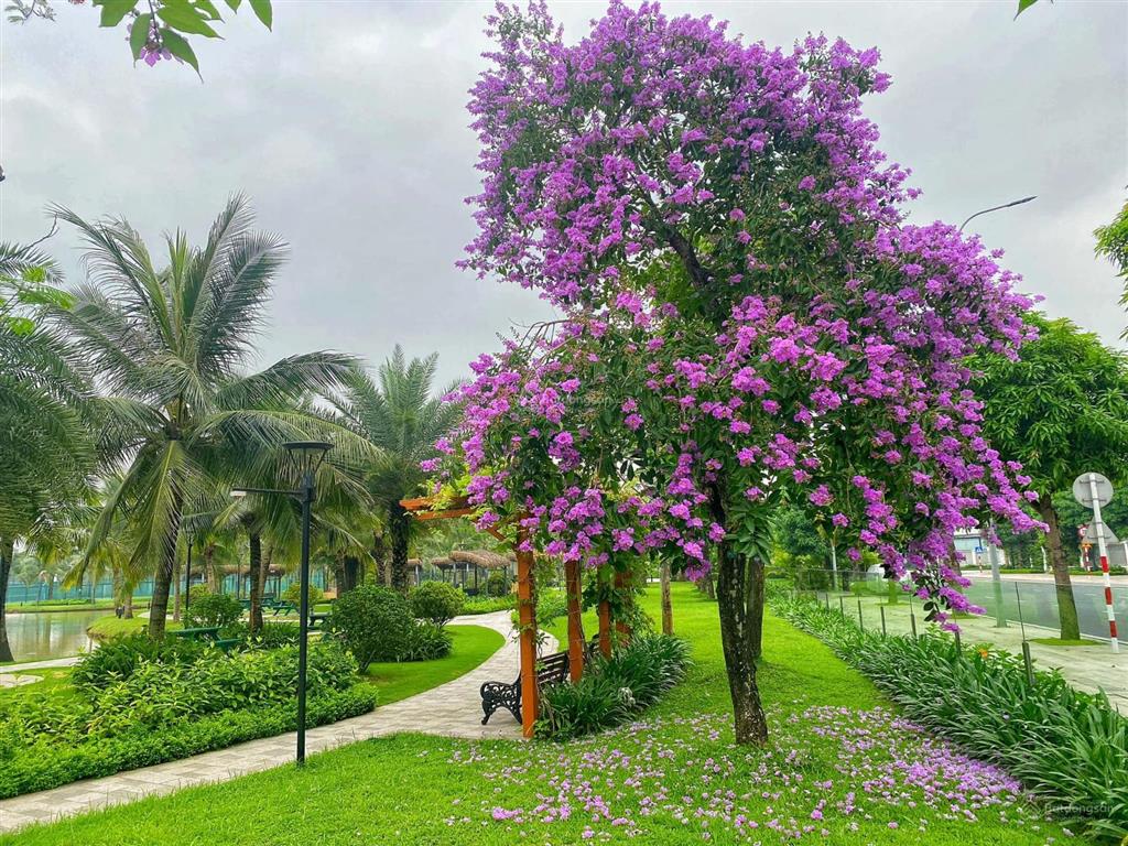 Quá sốc. 61,8m thông thủy  4,2 tỷ, căn 2n2wc đồ cơ bản gs1 vinhomes smart city 0945 881 ***