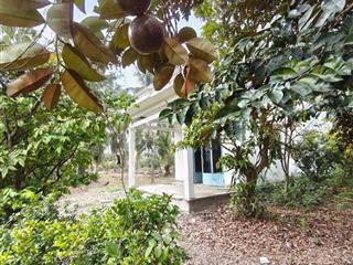 Bán nhà vườn 9000m cây lâu năm có 300m thổ cư xã tân nhựt, bình chánh