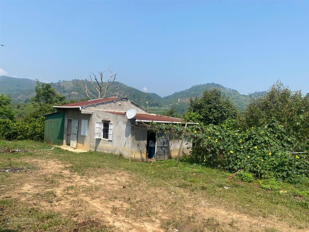 Chính chủ cần bán gấp lô đất rộng đang trồng cafe ngay đinh trang thượng, di linh, lâm đồng