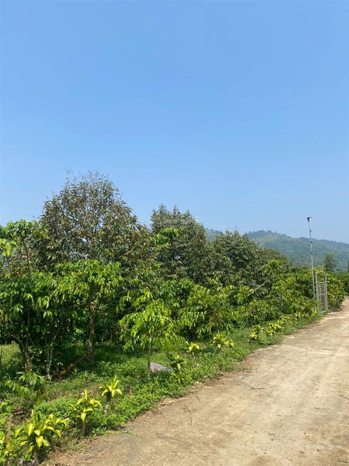 Chính chủ cần bán gấp lô đất rộng đang trồng cafe ngay đinh trang thượng, di linh, lâm đồng