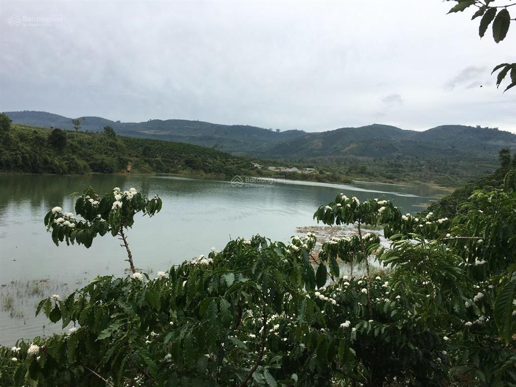 Chính chủ cần bán gấp lô đất rộng đang trồng cafe ngay đinh trang thượng, di linh, lâm đồng