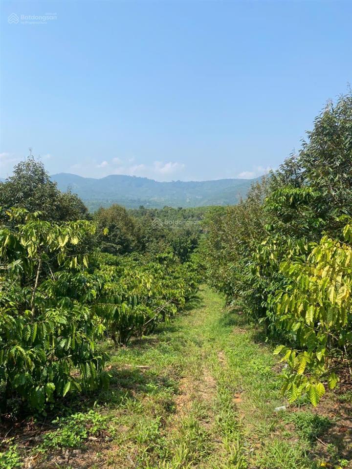 Chính chủ cần bán gấp lô đất rộng đang trồng cafe ngay đinh trang thượng, di linh, lâm đồng