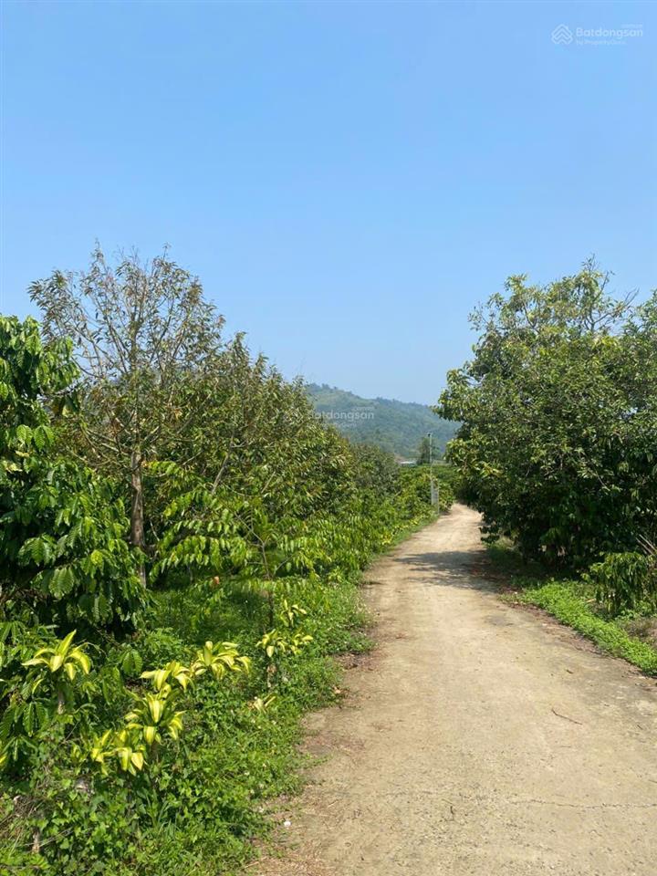 Chính chủ cần bán gấp lô đất rộng đang trồng cafe ngay đinh trang thượng, di linh, lâm đồng
