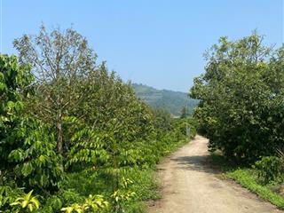 Chính chủ cần bán gấp lô đất rộng đang trồng cafe ngay đinh trang thượng, di linh, lâm đồng