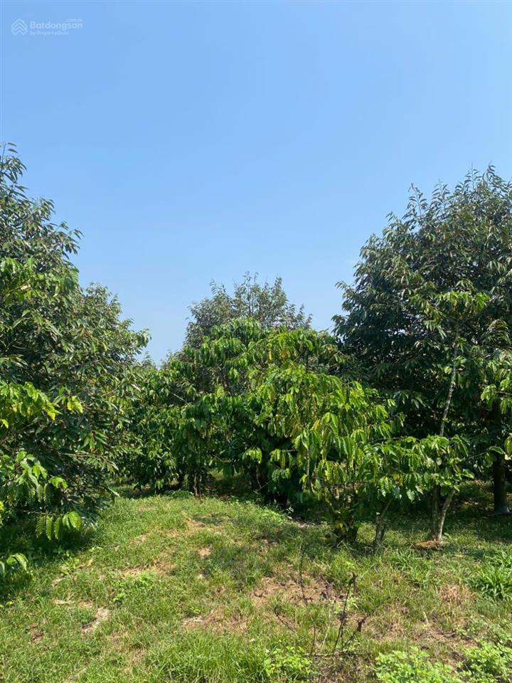 Chính chủ cần bán gấp lô đất rộng đang trồng cafe ngay đinh trang thượng, di linh, lâm đồng