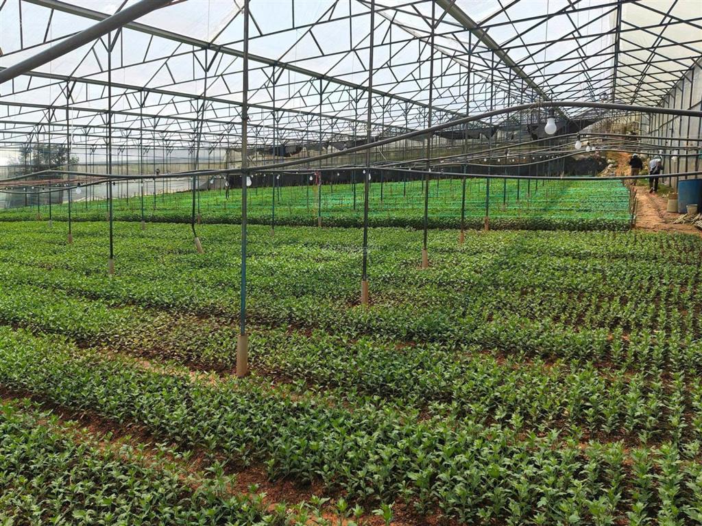 Chính chủ cần bán gấp lô đất sào vị trí đẹp tiềm năng ngay đan kia, lạc dương, lâm đồng