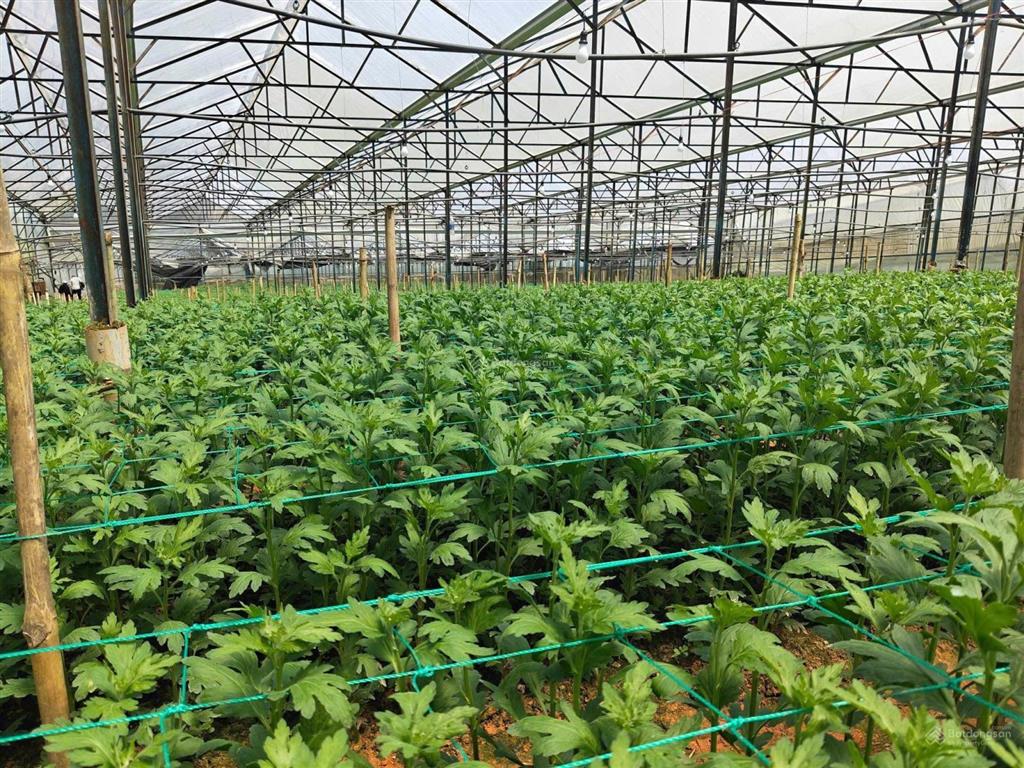Chính chủ cần bán gấp lô đất sào vị trí đẹp tiềm năng ngay đan kia, lạc dương, lâm đồng