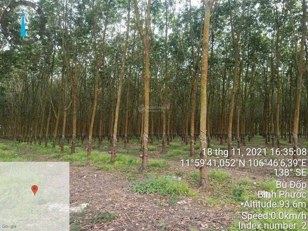 Chính chủ cần bán gấp lô đất đang trồng cao su ngay xã thiện hưng, bù đốp, bình phước