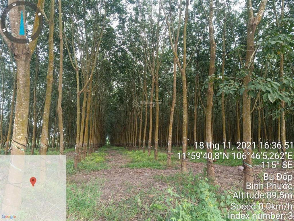 Chính chủ cần bán gấp lô đất đang trồng cao su ngay xã thiện hưng, bù đốp, bình phước