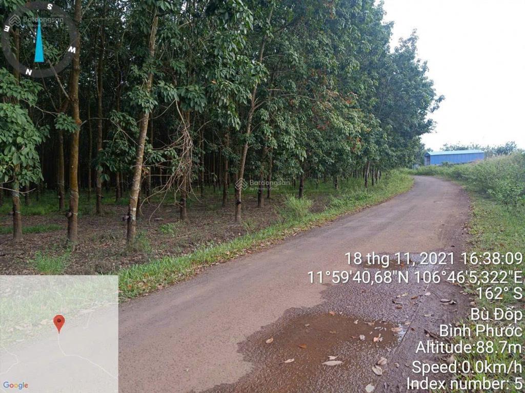 Chính chủ cần bán gấp lô đất đang trồng cao su ngay xã thiện hưng, bù đốp, bình phước