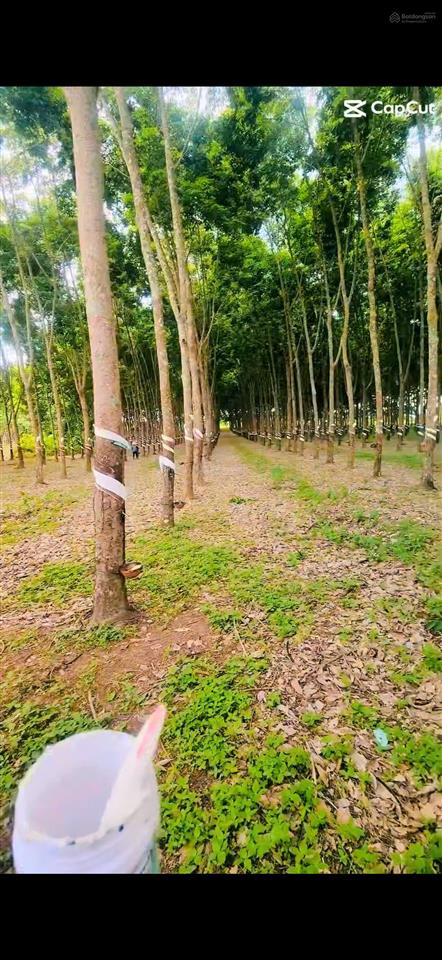 Chính chủ cần bán lô đất rẫy đang trồng cao su 23 năm tuổi ngay xã đăk wil, huyện cư jút, đắk nông