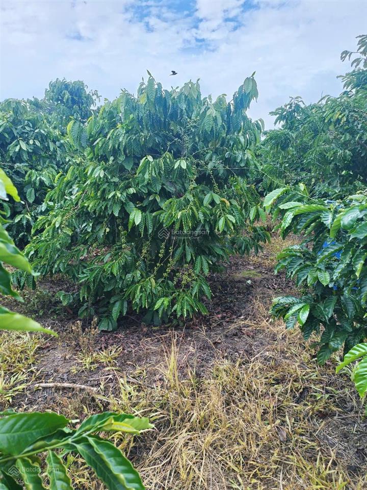 Chính chủ cần bán gấp lô đất rẫy ngay xã đăk drô, huyện krông nô, đắk nông