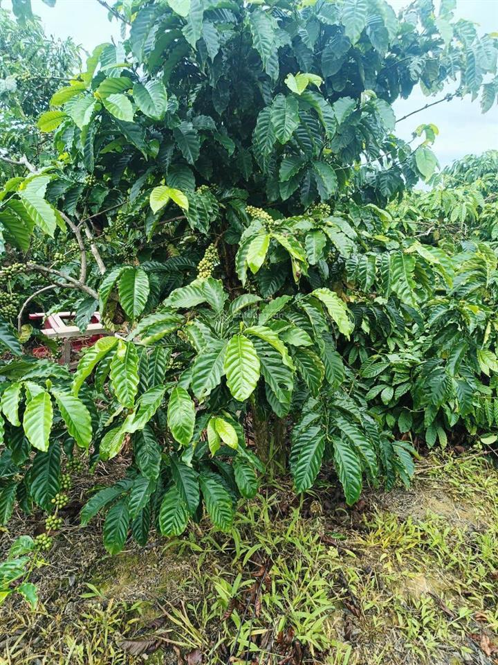 Chính chủ cần bán gấp lô đất rẫy ngay xã đăk drô, huyện krông nô, đắk nông