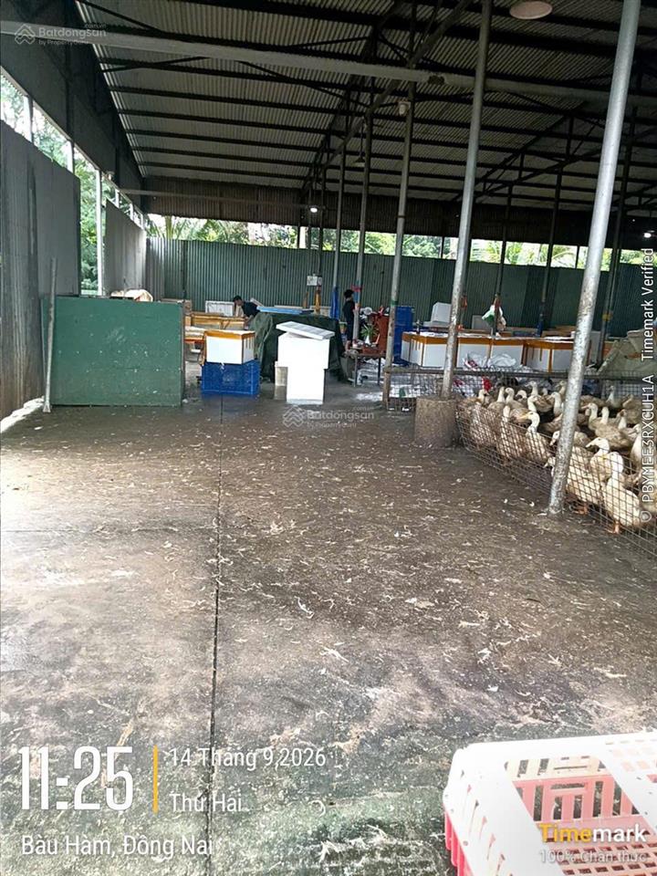 Chính chủ cần bán gấp cơ sở lò mổ gia súc gia cầm ngay xã sông thao, trảng bom, đông nai