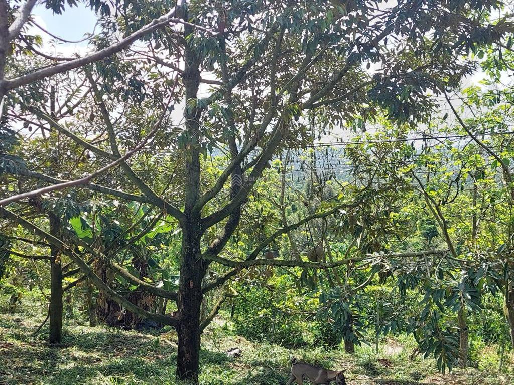 Chính chủ cần bán lô đất rộng full hồng ngay xã tân lạc, bảo lâm, lâm đồng