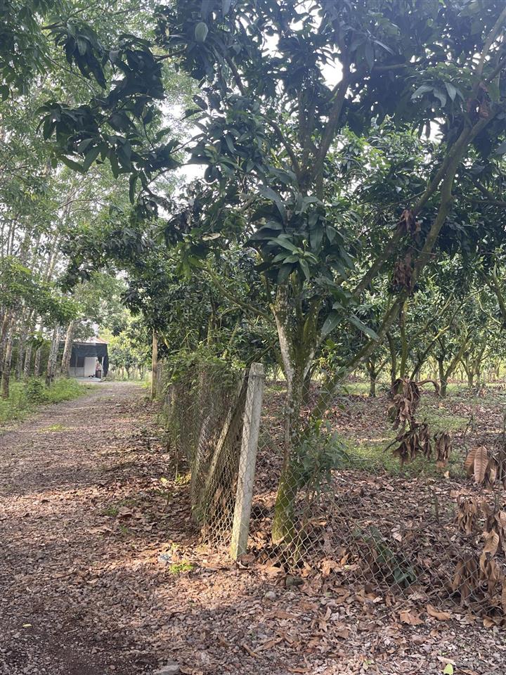 Bán rẫy áp suối dzui xã là ngà (túc trưng cũ)
