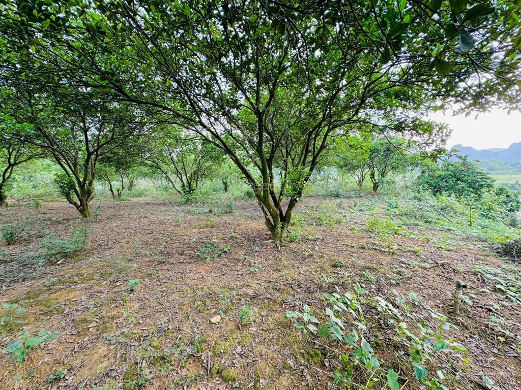 Đất bám sông bôi view đẹp hiếm có tại kim bôi