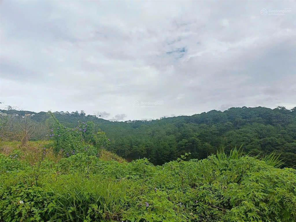 Đất biệt thự view rừng thông đường hoàng hoa thám, đà lạt. dt 251m2, đường ô tô. giá 7.9 tỷ