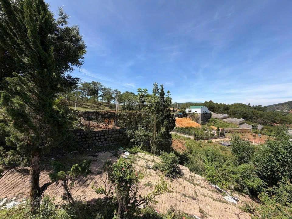 Đất đẹp, view rừng thông mặt tiền đường chính cam ly. dt 700m2. giá 10,9 tỷ