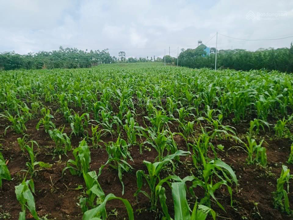 Bán lô đất đẹp ngay mặt tiền đường nhựa thuộc đường tân phú, xã đức trọng, dt 6769m2
