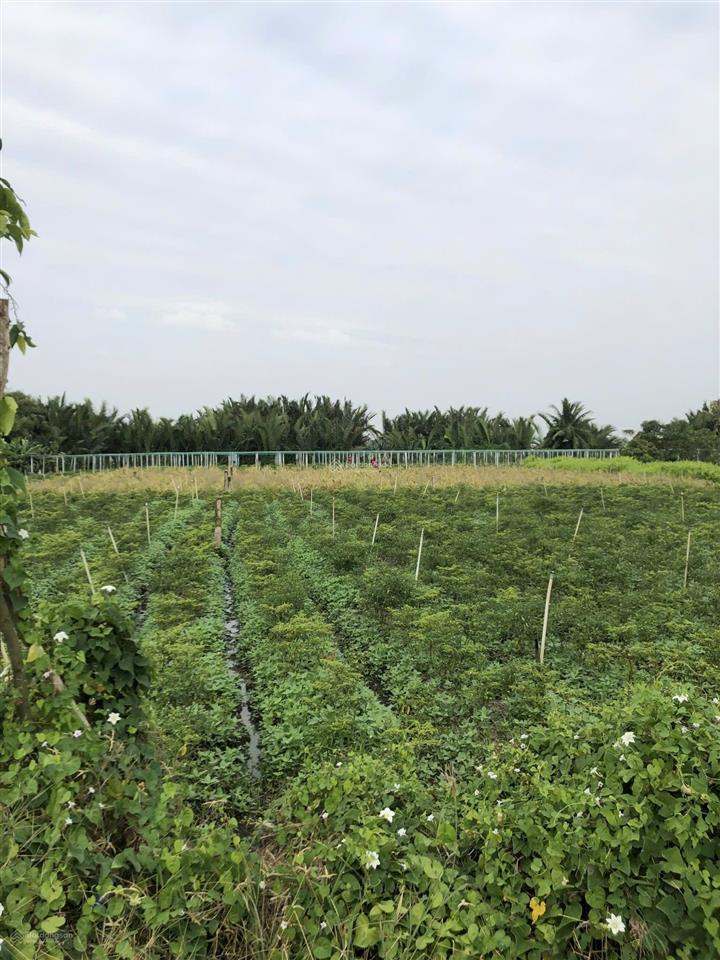 Bán đất tại xã tân thành, gò công đông, 1,2 tỷ, 468,5 m2