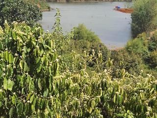 Bán nhanh đất trồng cafe gia nghĩa