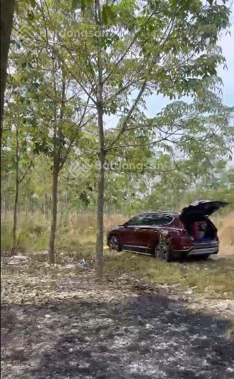 Chính chủ sang nhượng đất vườn 3 mặt tiền hiếu liêm có nhà yến mới xây, cao su 5 năm tuổi