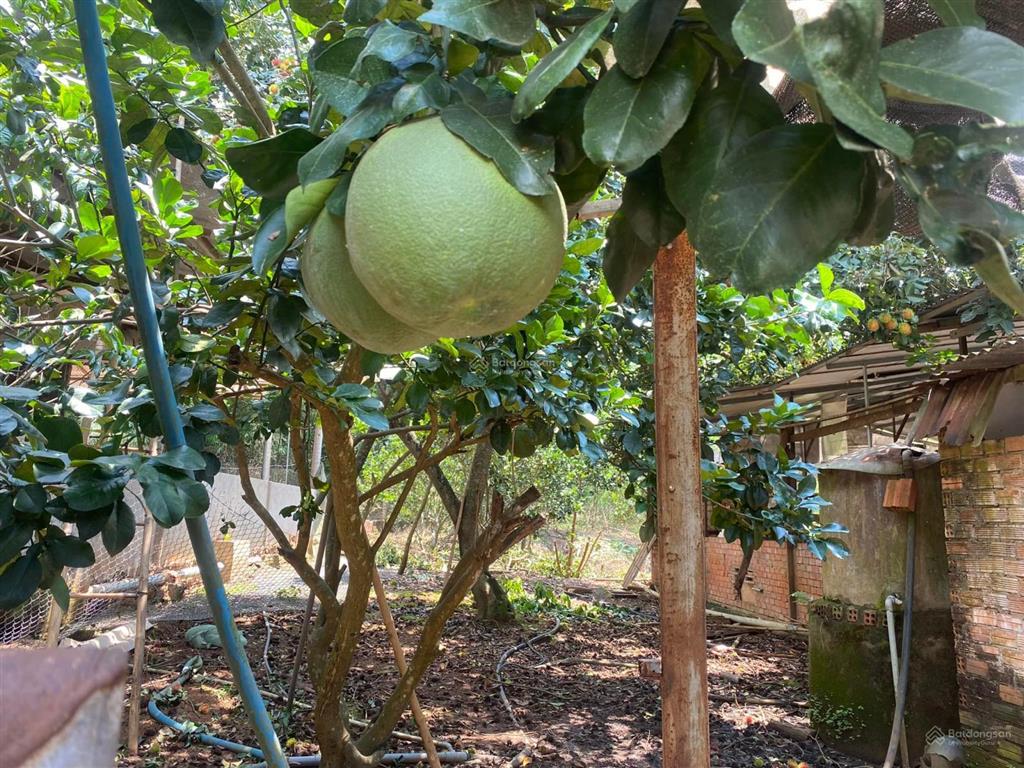 Đất sào thổ cư, full hồng, mặt tiền dài vườn trái cây ở tín nghĩa, xuân thiện ( phường bình lộc)