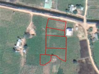 Bán đất sào giá rẻ, hàm thuận bắc, bình thuận, đường xh, 40m mặt tiền, 3.299m2 giá ~500.000 đồng/m2