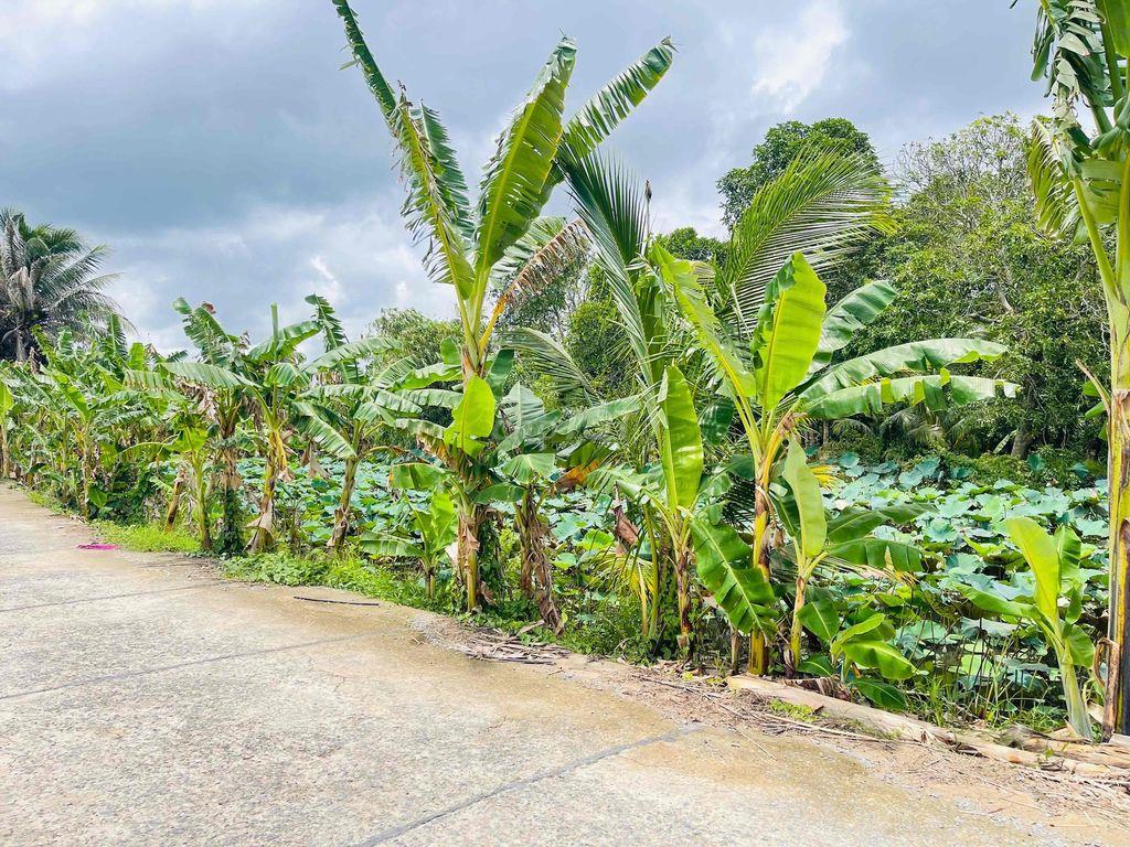 BÁN NỀN 108M² THỔ CƯ – GẦN TRƯỜNG ĐH NAM CẦN THƠ – LỘ 5M VIEW RẠCH