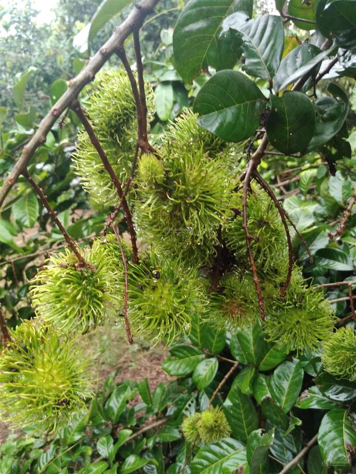 Đất vườn sầu riêng chôm chôm đang thu hoạch, đường bê tông 5m, cổng kcn dầu giây, t. nhất, đồng nai