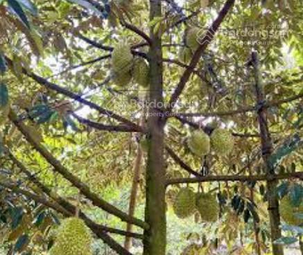 Đất vườn sầu riêng chôm chôm đang thu hoạch, đường bê tông 5m, cổng kcn dầu giây, t. nhất, đồng nai