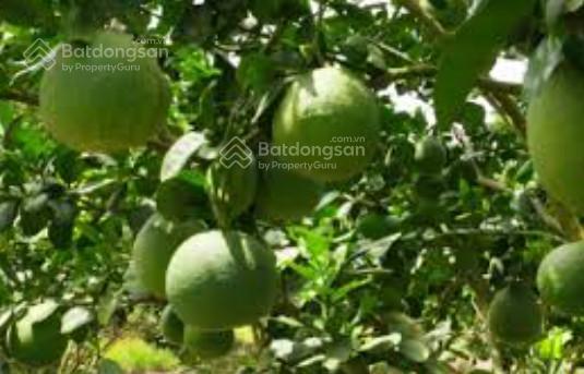 Đất vườn sầu riêng chôm chôm đang thu hoạch, đường bê tông 5m, cổng kcn dầu giây, t. nhất, đồng nai