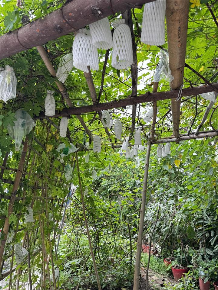 Chính chủ bán đất 146m2 vị trí cực đẹp trục liên phường q9 giá chỉ 12 tỷ