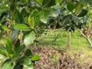 Đất trang trại trồng mít, sả, cây ăn trái, ao 5.000m2 30.000m2