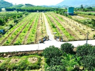 Trang trại sầu riêng khánh hiệp, 2,8ha, sẵn nhà + thuỷ tạ, đầu tư sinh lời