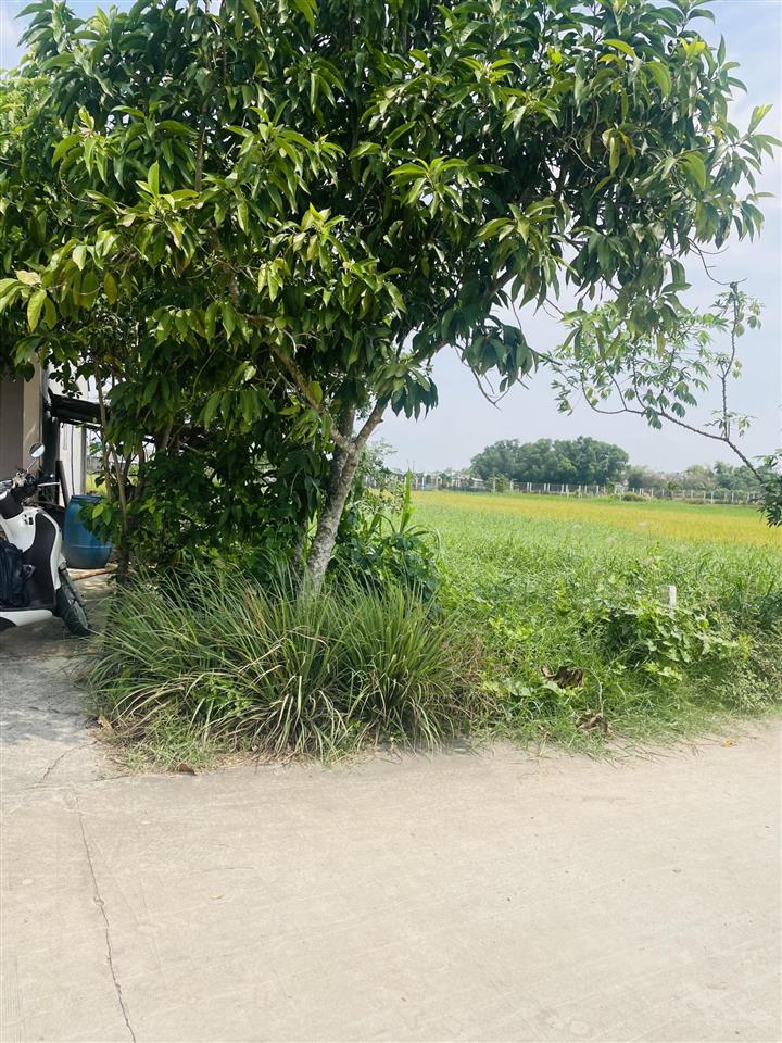 Đất giồng lớn mỹ hạnh nam dt 5*30m, giá đầu tư