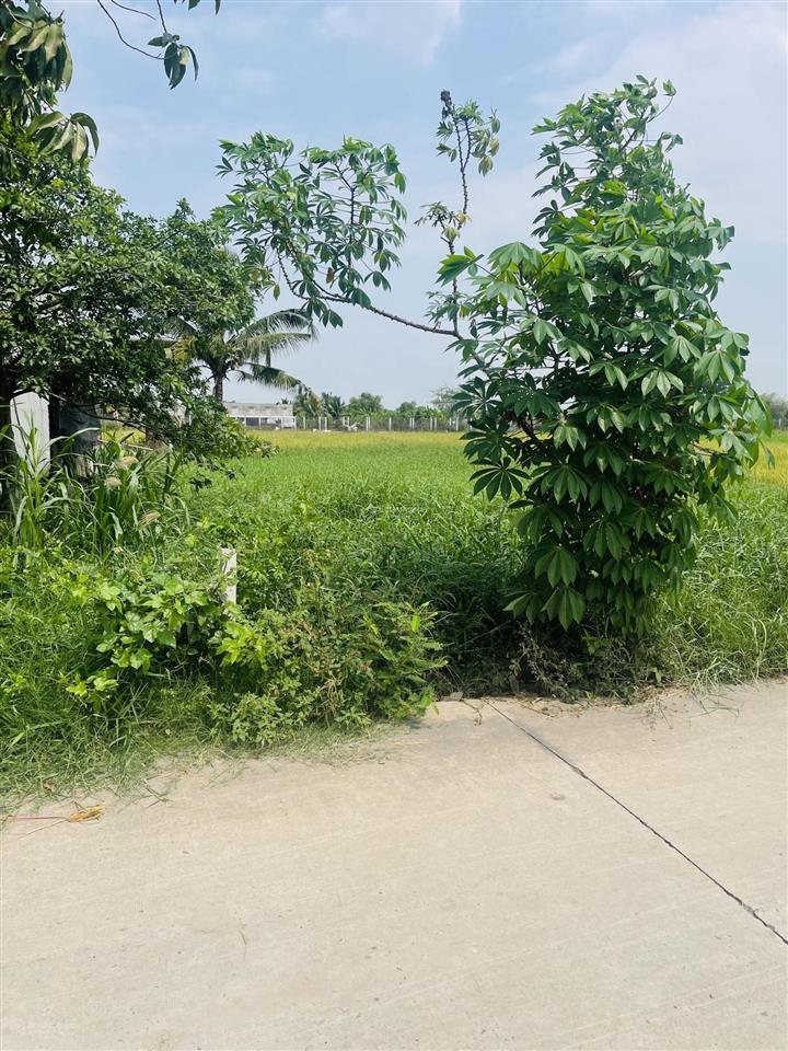 Đất giồng lớn mỹ hạnh nam dt 5*30m, giá đầu tư