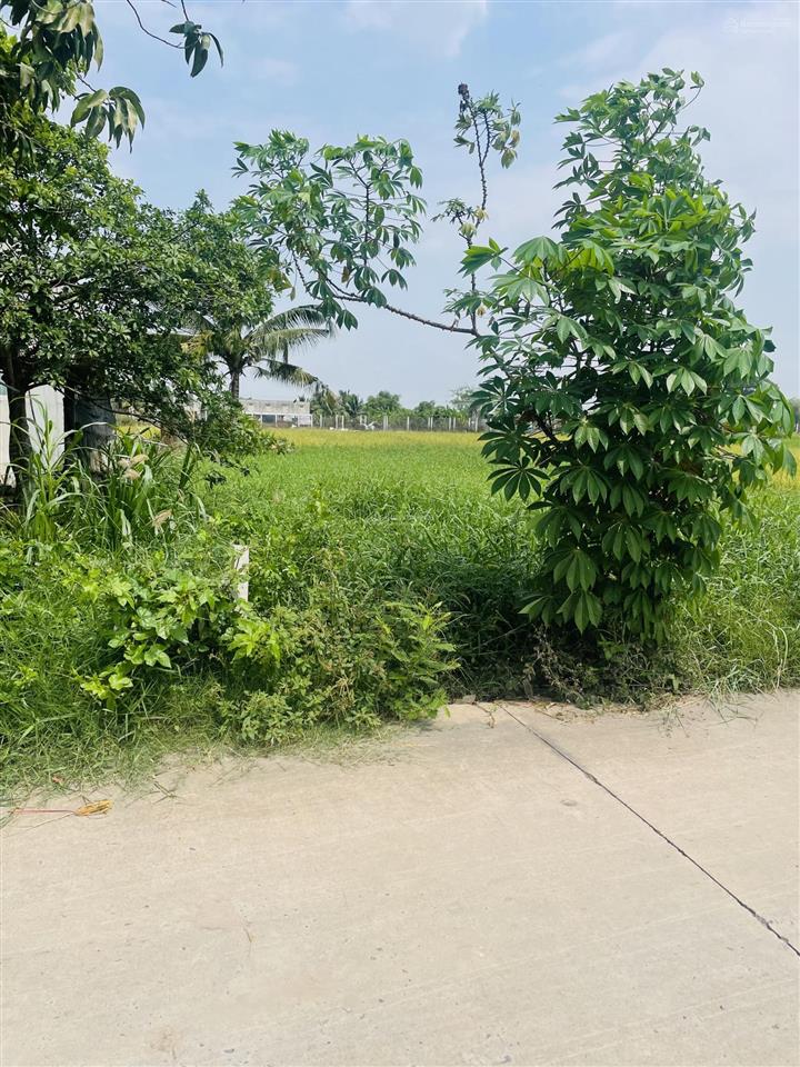 Đất giồng lớn mỹ hạnh nam dt 5*30m, giá đầu tư