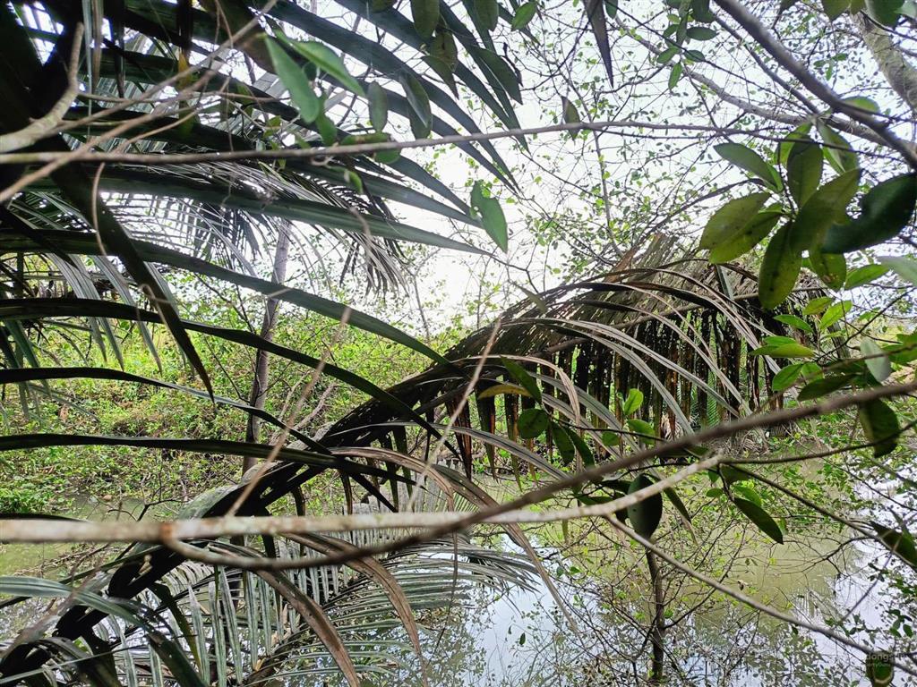 Hàng siêu hiếm ngang 5m + giáp rạch, dt ~156m2 (5x31,2m), 104m2 thổ cư, 51m2 đất vườn, p long phước