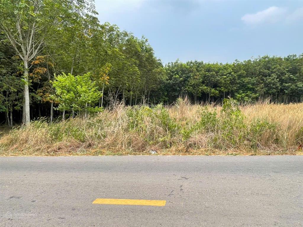 Bán đất 1000m² xã minh thạnh  dầu tiếng, bình dương  đầu tư đón sóng hạ tầng