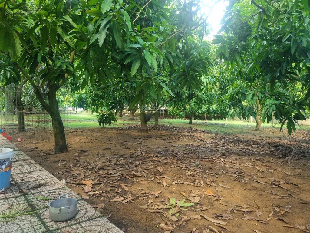 Bán căn nhà nghỉ dưỡng cần thạnh, có vườn cây ăn trái đẹp, 5000m2, giá 20tr/m2 thương lượng