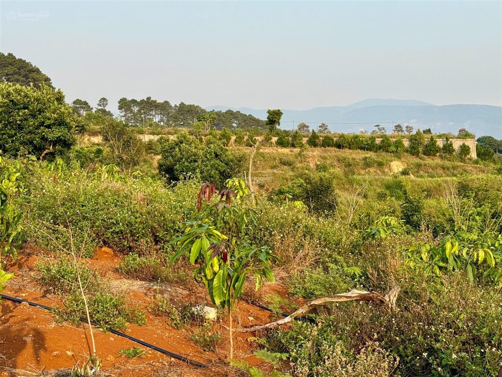 Đất đẹp làm farmstay 8.803m², sẵn thổ cư, có ao cá, cây trái đầy đủ