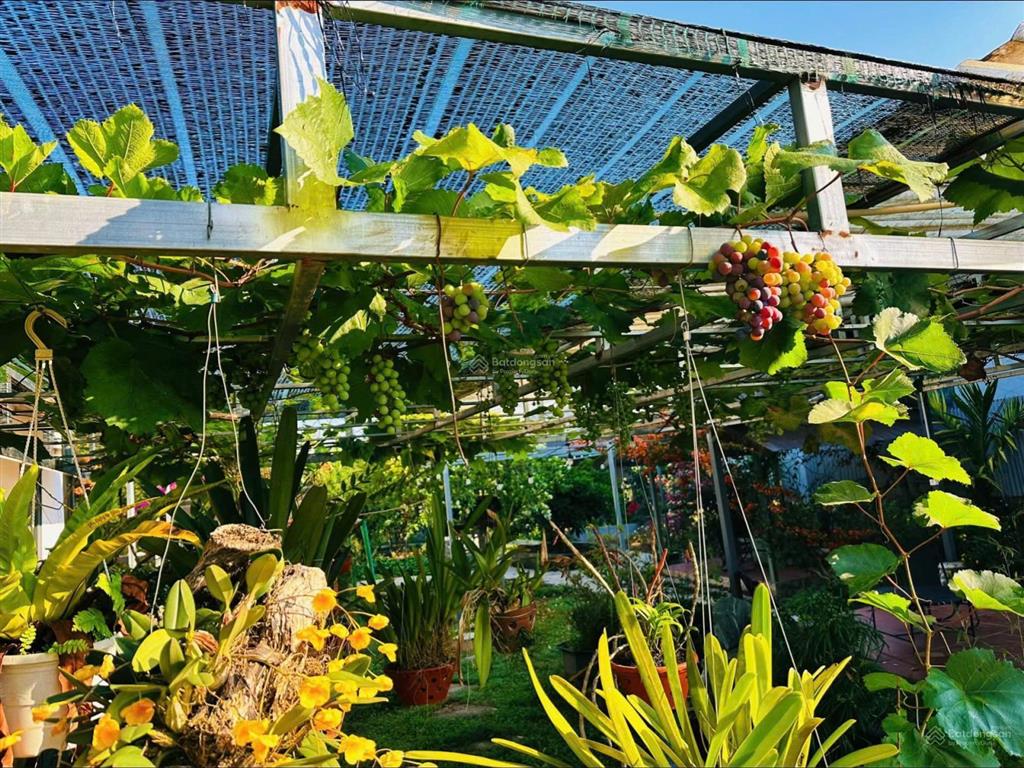 Bán nhà vườn 522m2  3pn, 3wc  sân vườn rộng  cách trung tâm chỉ 1km