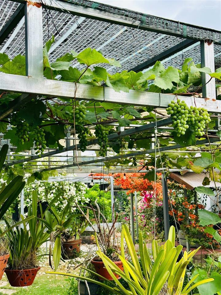 Bán nhà vườn 522m2  3pn, 3wc  sân vườn rộng  cách trung tâm chỉ 1km