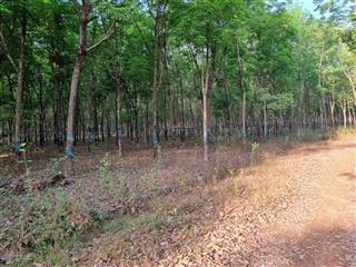 Đất cho ace nào đầu tư tại bình phước cũ